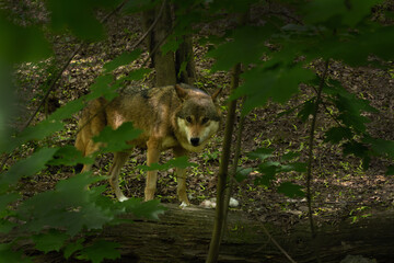 Wall Mural - The gray wolf or gray wolf (Canis lupus) in a dense deciduous European forest.