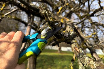 Wall Mural - Cut branch use branch cutter. Cutting branches on apple tree use Garden pruning shears. Trimming tree branch in rural garden. Pruning tree with clippers on backyard in village. Pruning  tools.