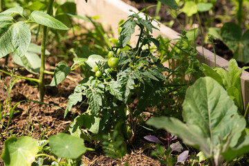 Aufkleber - Homegrown tomatoes on a rural organic farm