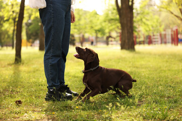 Wall Mural - Woman with her cute German Shorthaired Pointer dog in park on spring day, closeup
