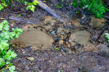 Canvas Print - Beach Park Stream Close-up 2