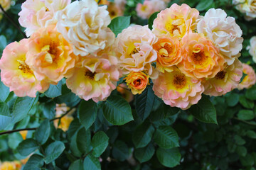 Wall Mural - beautiful yellow and pink roses with green leaves, floral background