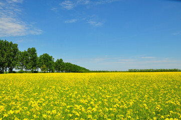 Wall Mural - Blooming.