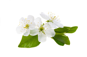 Wall Mural - cherry flowers isolated on white background