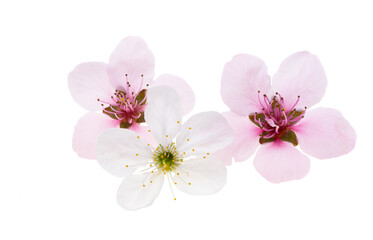 Poster - cherry flowers isolated