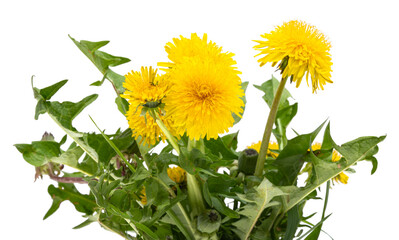 Poster - dandelion flowers isolated