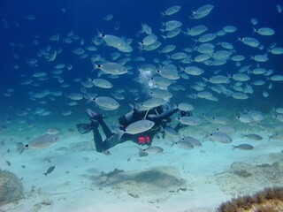 Wall Mural - Scuba diver underwater photographer swiming with school of fish. Marine life in the sea, scuba diving adventure. Fish and diver, travel picture. Scuba with the aquatic wildlife.
