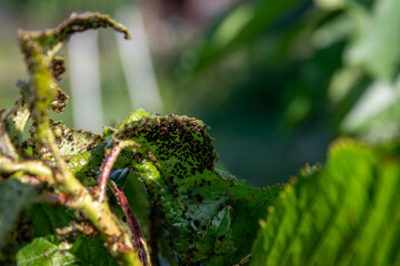 Close-up of aphid colony on cherry tree leaves, plant pests in garden