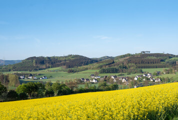 Poster - rapeseed field in german sauerland under cloudy sky in spring