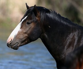 Wild Stallion at the River