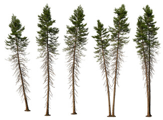 3D render pine trees of various shapes on transparent background