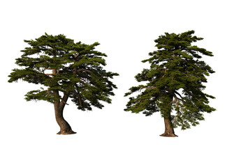 Sticker - 3D render pine trees of various shapes on transparent background