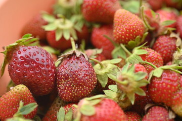 close-up strawberry berry texture, organic strawberry fruit small summer juicy strawberries 