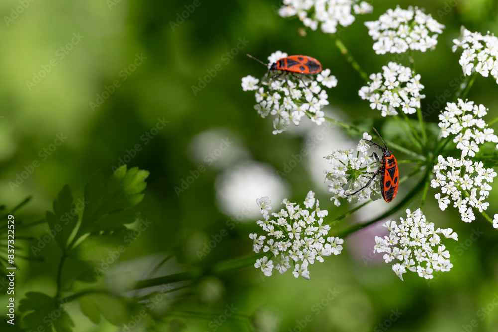 Nag Insect Firebug insects on flowers in the garden. A close up of a red bug. This ...