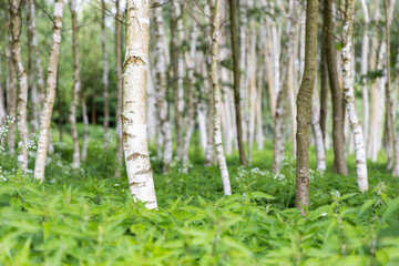 Wall Mural - Birch trees with fresh green nettles on foreground