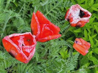 Großer roter Klatschmohn verblüht 