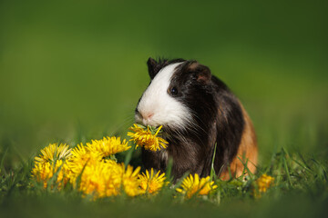 Wall Mural - cute guinea pig eating a dandelion flower outdoors in summer