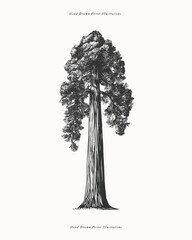 sequoia in engraving style. sequoia is the tallest tree on earth. vintage botanical illustration on 