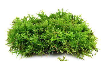 Green moss sphagnum closeup isolated