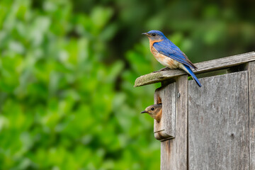 Wall Mural - Bluebird Parents resting on a birdhouse