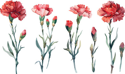 Wall Mural - Set of Watercolor red carnation flower isolated on a transparent background. Botanical clipart, hand drawn vector illustration