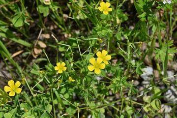 Poster - Yellow sorrel (Oxslis corniculata) flowers. Oxalidaceae perennial plants native to Japan. Five-petal yellow flowers bloom from spring to autumn.