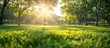 © Bolustck - green grass field with trees in the park at sunrise, sunlight rays through tree branches, blurred background.