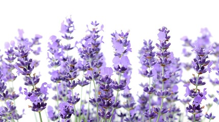 Wall Mural - a close - up of purple flowers on a isolated background