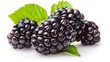 © saritwat - a ripe blackberry isolated on white background. sweet fruity food concept