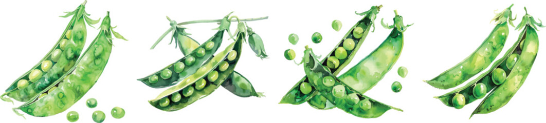 Watercolor clipart of green peas in the pod, white background