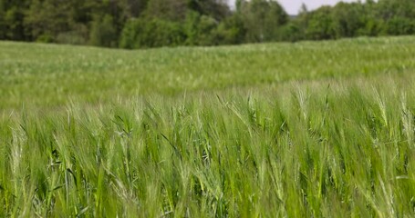 Wall Mural - green barley sprouts in spring, a field with green unripe barley in spring in windy weather