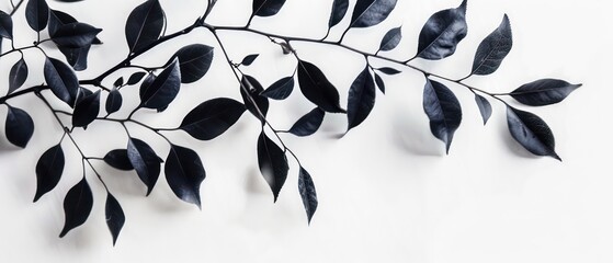 Wall Mural - black leaves, special effects, pure white background