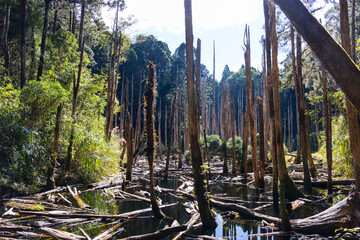 Wall Mural - forest with the water pond in shuiyang forest taiwan national park