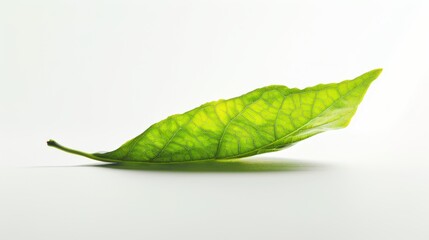 Sticker - green leaf on a white background