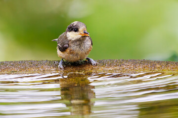 泉で水浴びをする可愛いヤマガラ（シジュウカラ科）の幼鳥。

日本国神奈川県秦野市、弘法山公園、権現山バードサンクチュアリにて。
2022年7月撮影。

A lovely juvenile Varied Tit (Sittiparus varius) bathing in a spring.
