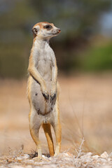 Wall Mural - an alert meerkat (suricata suricatta) standing upright, kalahari desert, south africa.