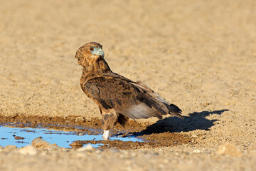 Canvas Print - Immature bateleur eagle (Terathopius ecaudatus) at a waterhole, Kalahari desert, South Africa.