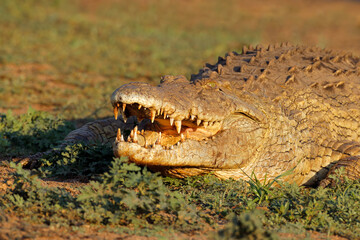 Wall Mural - portrait of a large nile crocodile (crocodylus niloticus) with open jaws, kruger national park, sout