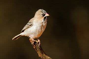 Wall Mural - A small scaly-feathered weaver (Sporopipes squamifrons) perched on a branch, South Africa.