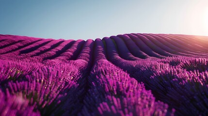 Poster - Lavender fields rolling pic