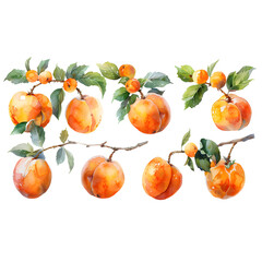 Wall Mural - Set  Apricot on a white background watercolor hand drawing