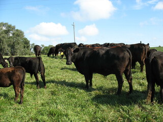 Poster - the animals are in the field together looking at something different