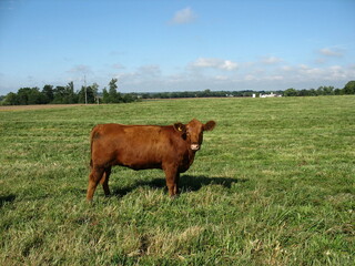 Sticker - the brown cow is standing in the green grass on the pasture