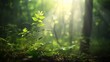 © Mikus - A tight shot of a forest plant bathed in sunlight, trees framing its surroundings, leaves on the ground and those in the foreground illuminated