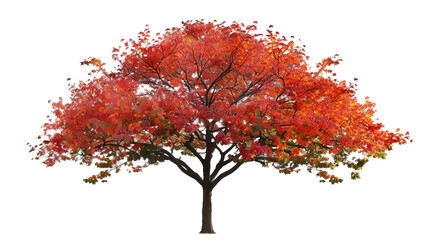 Wall Mural - autumn maple tree isolated on transparent background