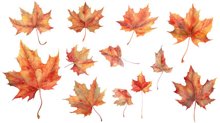 Wall Mural - a set of maple autumn leaves isolated on a transparent background