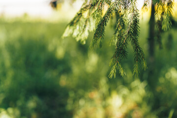 Wall Mural - fir branch with dense green needles, creating an atmosphere of celebration and coziness.