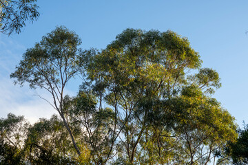 eucalyptus gum trees growing in a bush forest with oulther species of plants, native to Australia with the blue sky behind their leaves as they blow in the wing in the outback