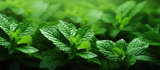 Aufkleber - Image of fresh peppermint leaves with green foliage in the background, providing ample space for copying.