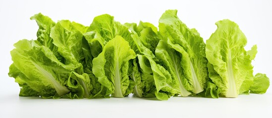 Poster - Fresh lettuce leaves on a blank background with copy space image.